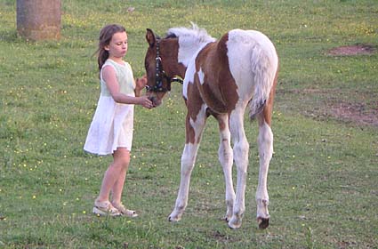 Foal with little girl